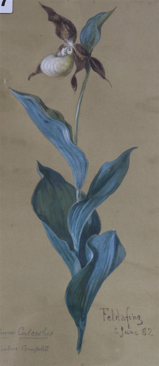 Theodore Compton Ladys Stipper orchid, titled F. Feldafing 37 x 20cm